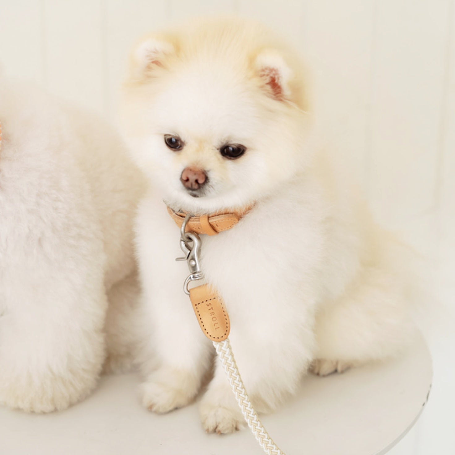 Multi leash - Sub｜PAW SELECT（パウセレクト） – STROLL – Paw