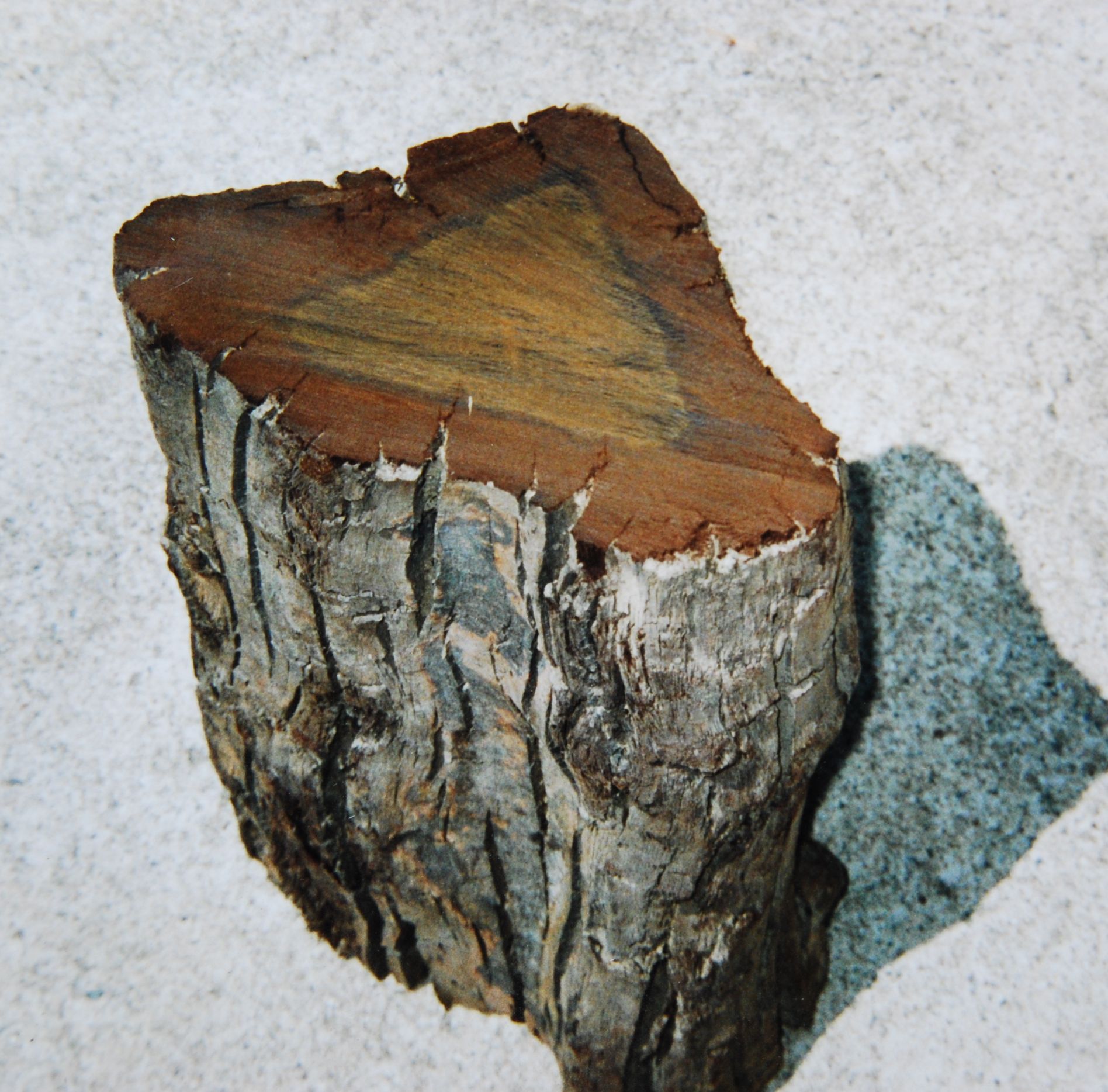 阿武隈川産 埋もれ木（割1） 新古今和歌集に詠まれた本物の