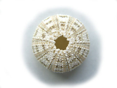 Peronella lesueuri殻