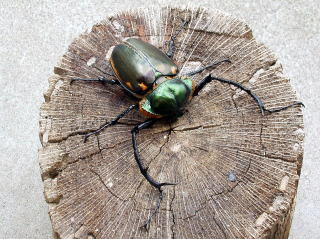 ヤンソニーテナガコガネ