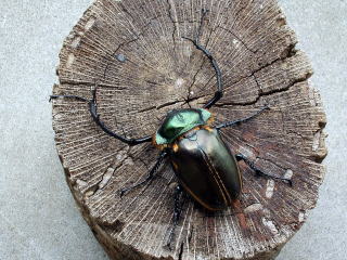 ヤンソニーテナガコガネ 68mm ヤンソニーテナガコガネ（中国産