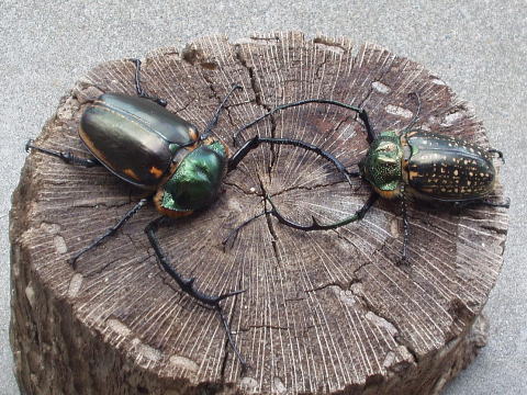 バターレルテナガ