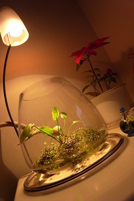 ADA Do!aqua ブランチ ADA Do!aqua ブランチ スタンドライト 水草