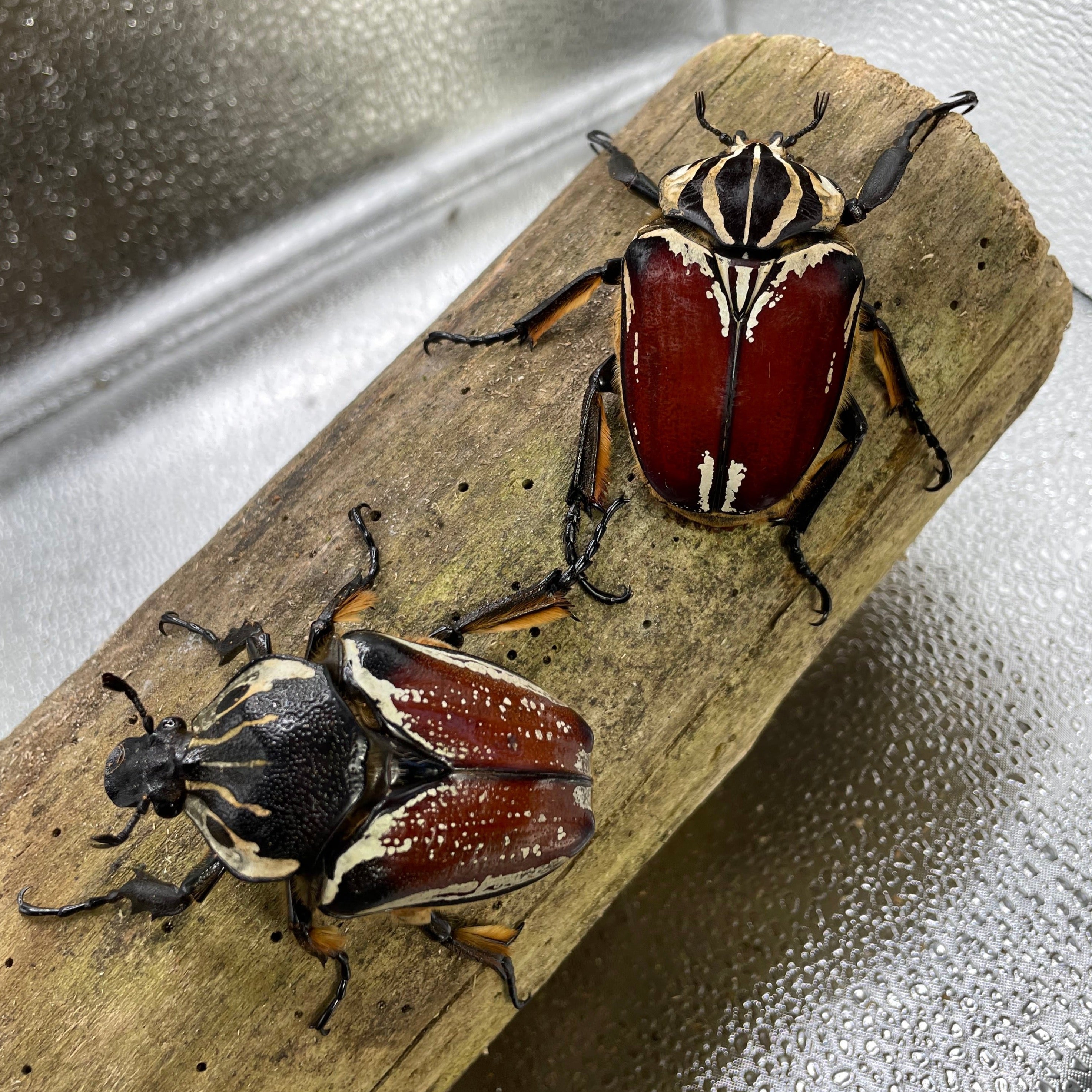 標本 Goliathus goliatus apicalis 100mm CONGO 標本 Goliathus
