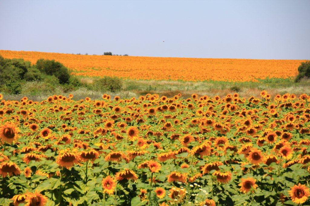 絶景】アンダルシアのひまわり畑 | 世界ライクシェアの旅 〜世界って