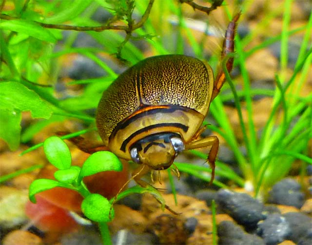 カラフトマルガタゲンゴロウ