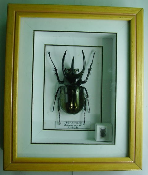額入り昆虫標本 カブトムシ