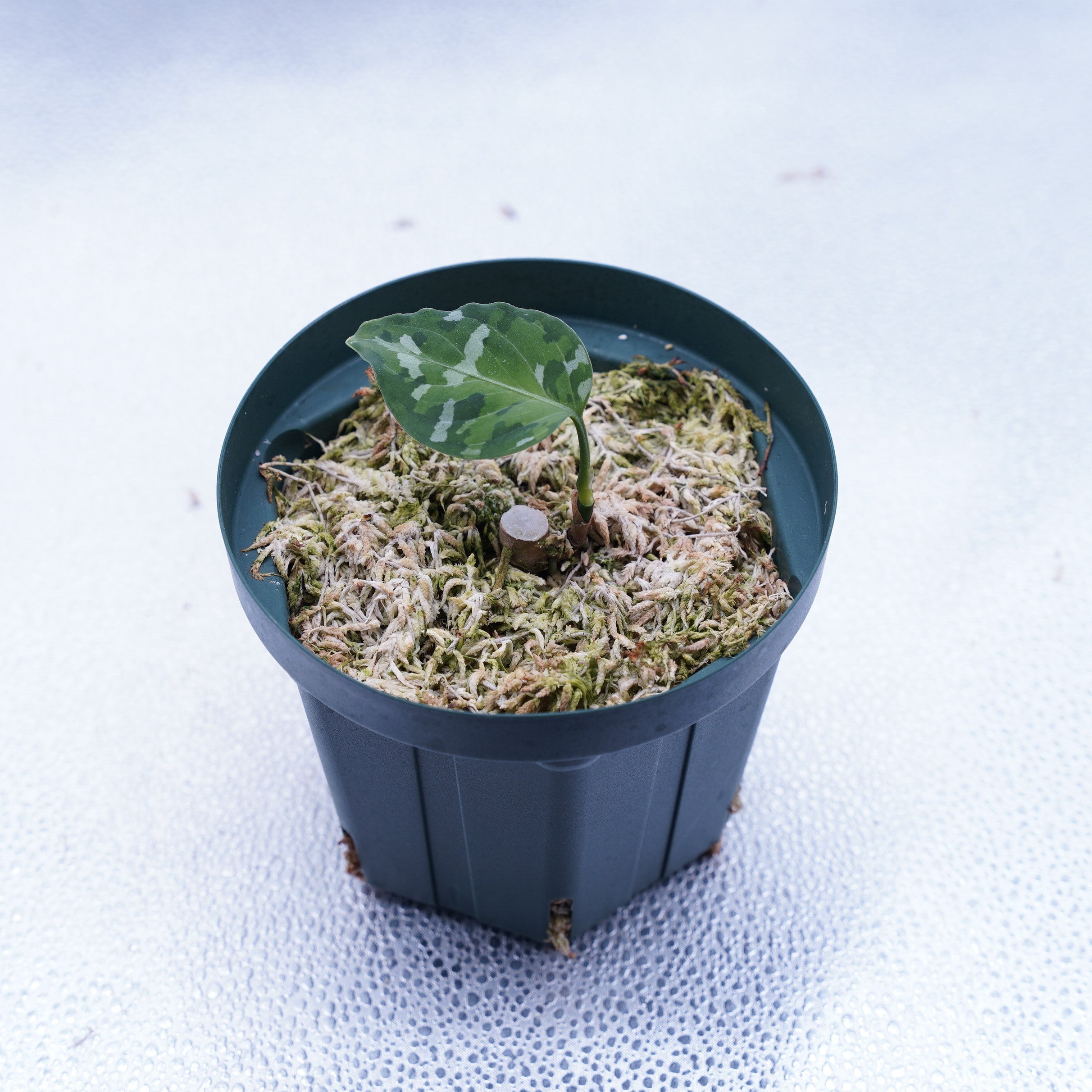 出射便＞Aglaonema Pictum Tricolor “Andaman” Port Blair – undried