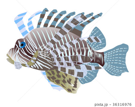 唯一無二のハナミノカサゴ｜額縁付き 絵画 原画 魚の絵 イラスト