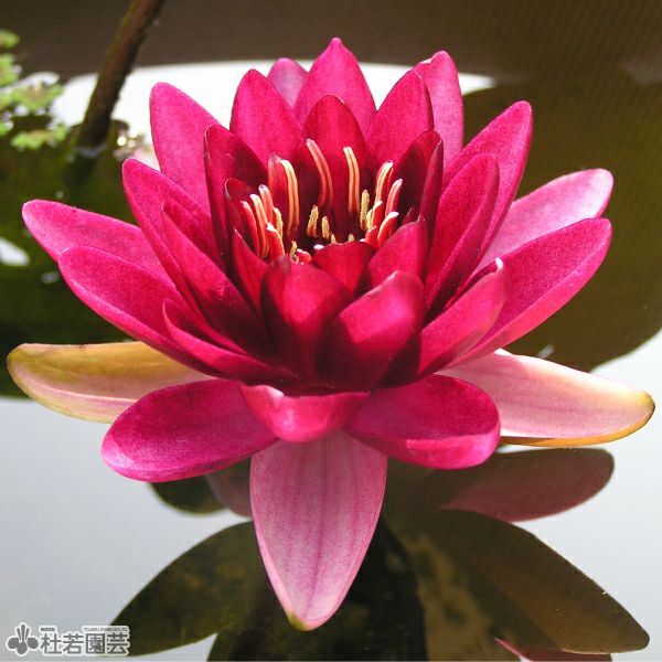 宝石の睡蓮 日)【テクスチャーFoil】宝石の睡蓮 / Jeweled Lotus【CMM