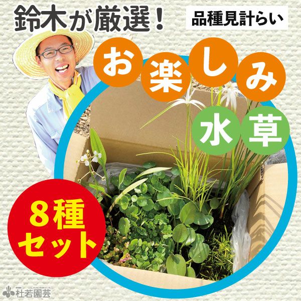 鈴木が厳選！お楽しみ水草8品種セット (品種見計らい) | 杜若園芸WEB