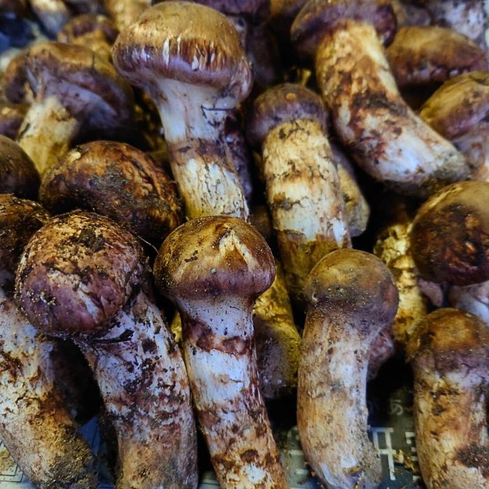 タカ＆ヨシ 南信州豊丘産 松茸225g つぼみ タカ＆ヨシ 南信州豊丘産