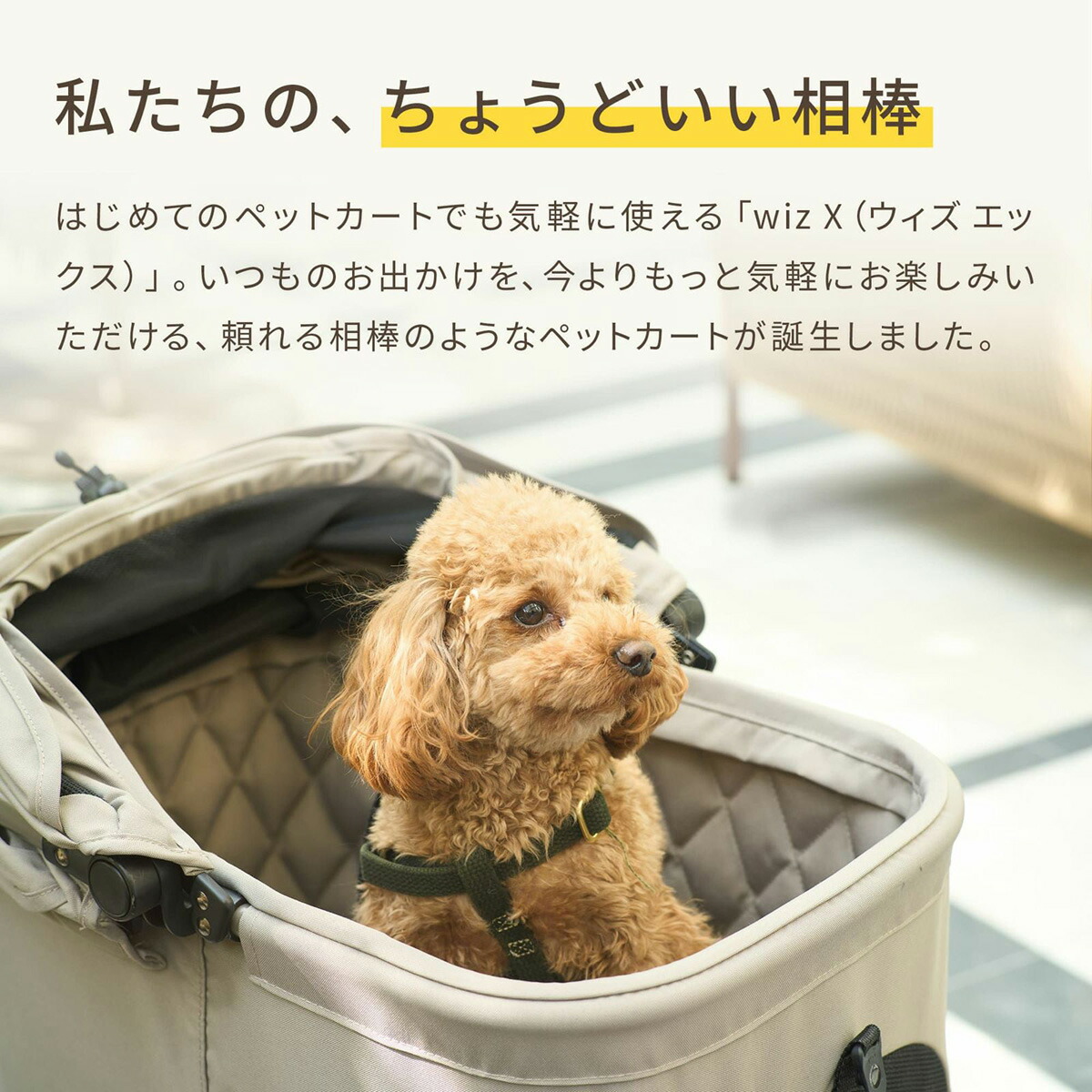 楽天市場】【最大2000円OFFクーポン！＆店内ポイント最大52倍！本日