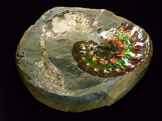 楽天市場】アンモライト原石標本 : アンモライト研究所