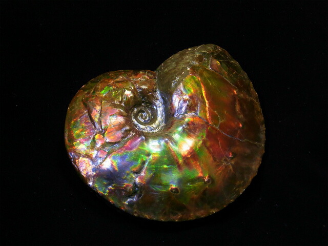 楽天市場】アンモライト原石標本 : アンモライト研究所