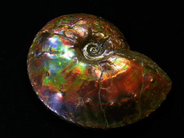 楽天市場】アンモライト原石標本 : アンモライト研究所