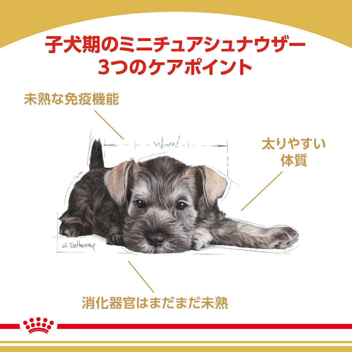 楽天市場】ロイヤルカナン ミニチュアシュナウザー 子犬用 1．5kg