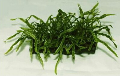 楽天市場】ミクロソリウム・本ナローリーフ ショートタイプ(3株) 無