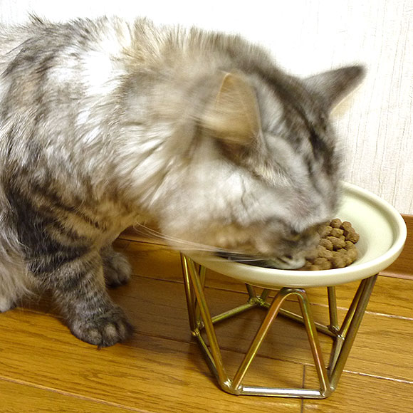 楽天市場】【 猫 キャットフード 】ジロ吉ごはんだよ 総合栄養食タイプ