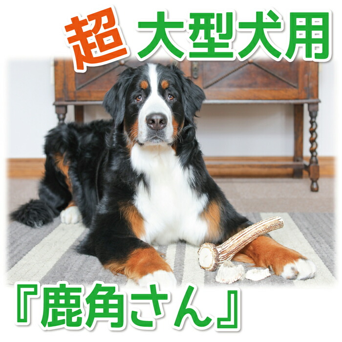 楽天市場】【超大型犬用 蝦夷鹿の角】『鹿角さん』極太の根元 1本