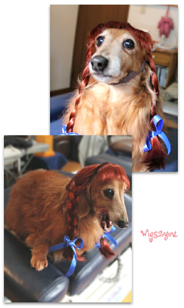 楽天市場】【Wigs2you】ペット用ウィッグ/かつら/P-036/ツインテール