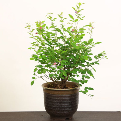 希少 瀬戸焼 瑠璃釉 骨董 盆栽鉢 盆栽 植木鉢 希少 瀬戸焼 瑠璃釉 骨董