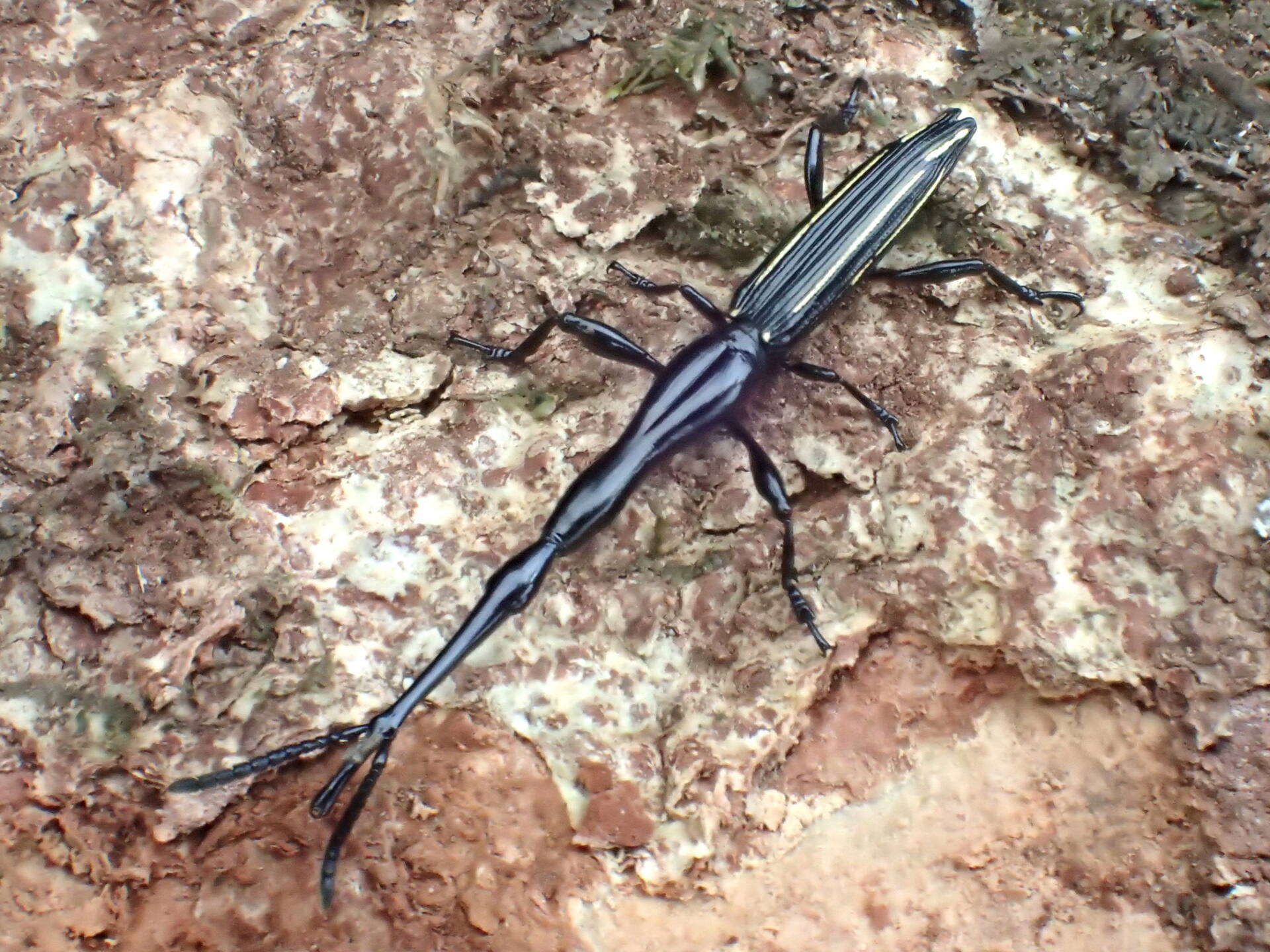 フレンチギアナ産 タイタンオオウスバカミキリ 120mm 新 デ
