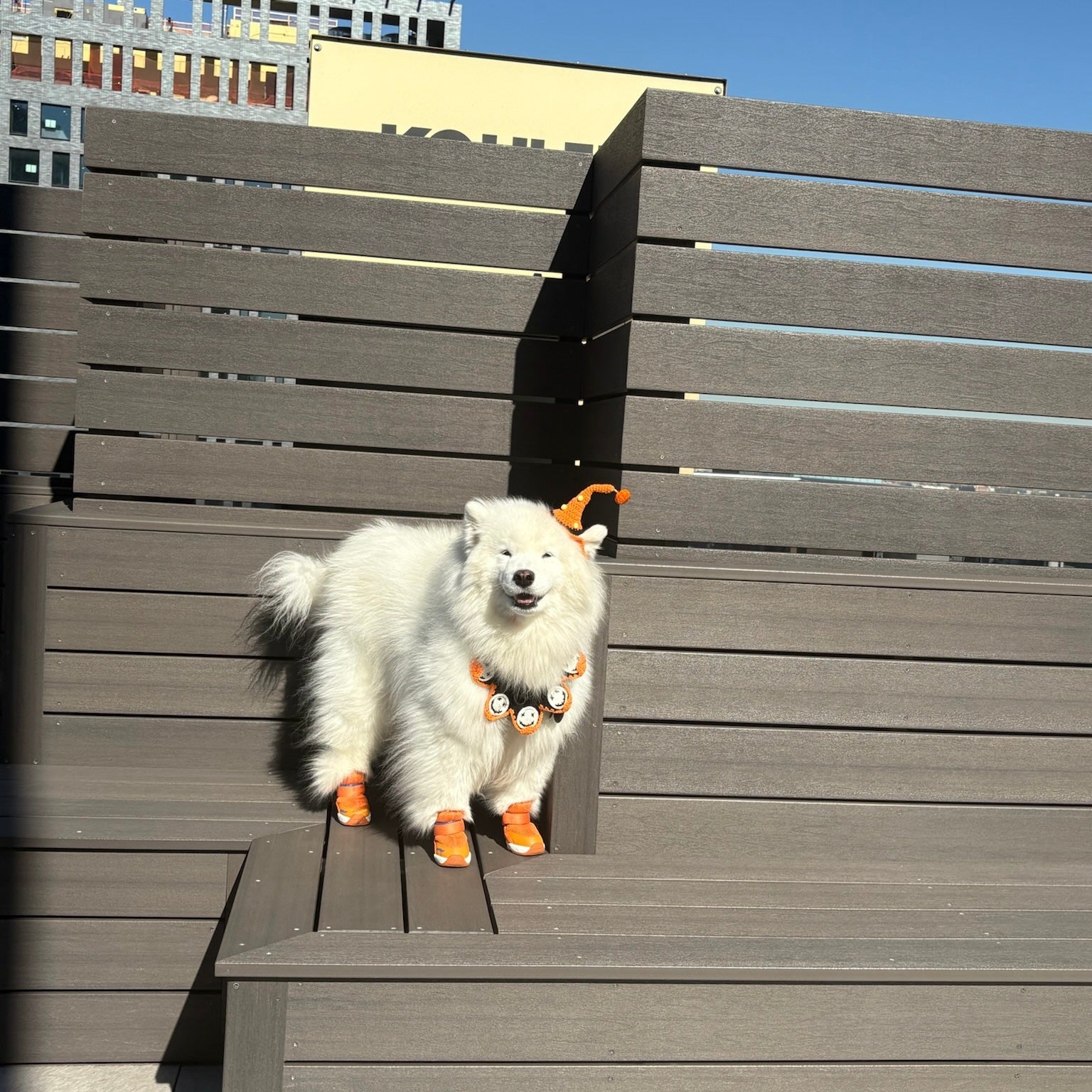 海外犬服 高品質なインポートのドッグウェア通販 