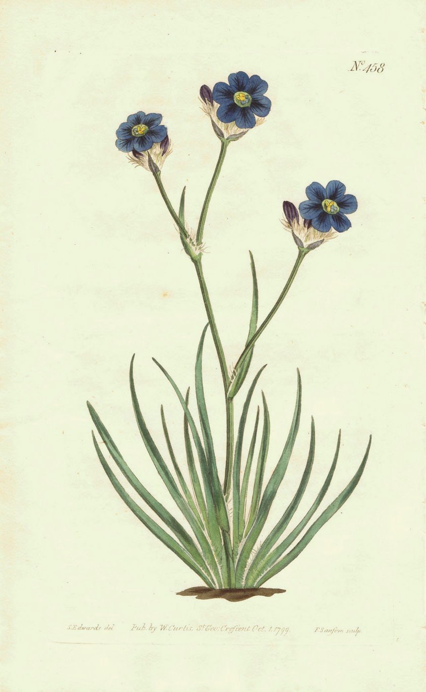 英国 アンティーク 版画 絵画ウィリアム・カーティス「ボタニカル