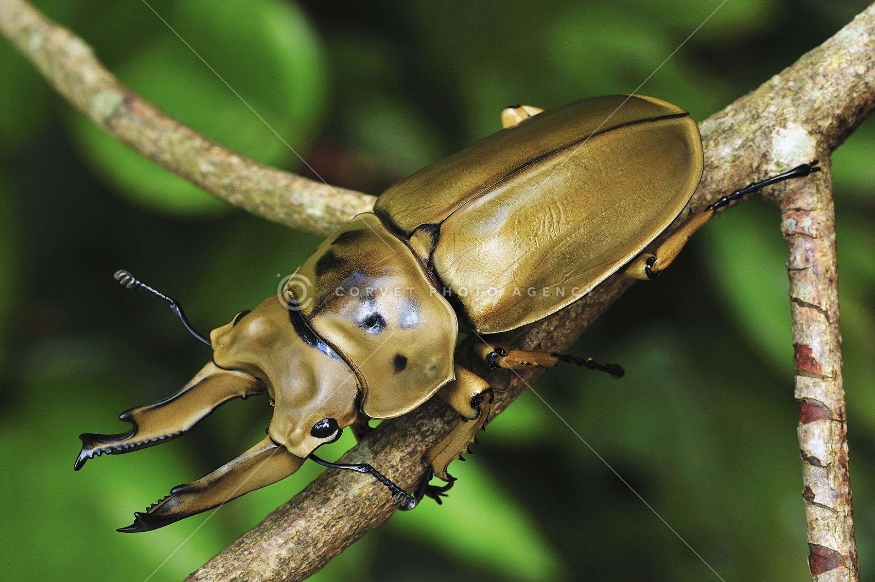 75mmモセリオウゴンオニクワガタ Allotopus 昆虫標本 - メルカリ