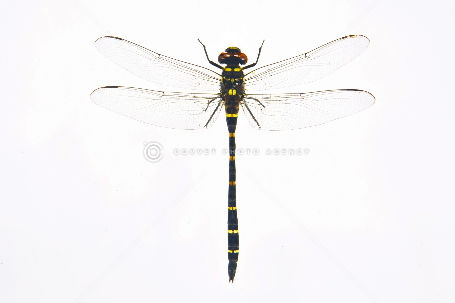 オニヤンマ科 標本 Ar 【公式通販】