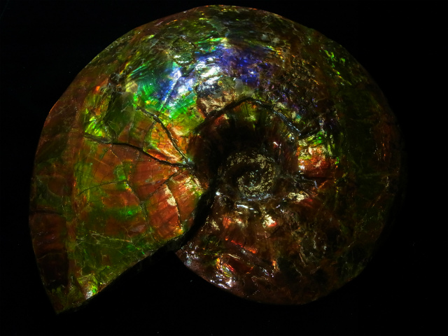 最高級グレード・アンモライト原石の紹介【アンモライト研究所（2015年