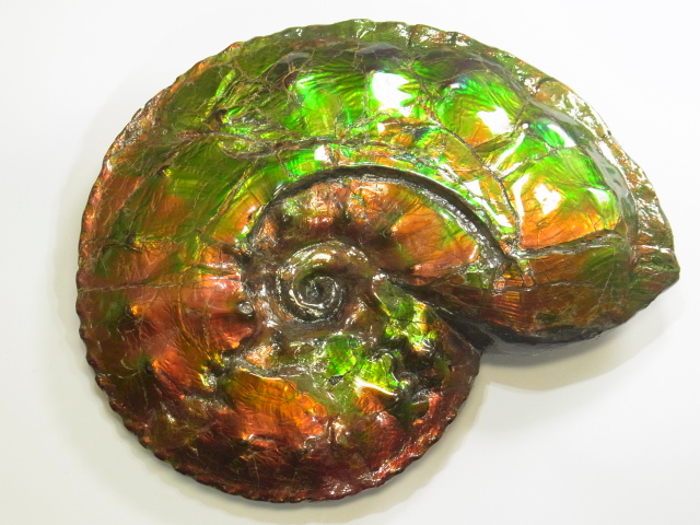 アンモライト原石 アンモライト研究所【化石ジュエリー宝石販売ルーム】