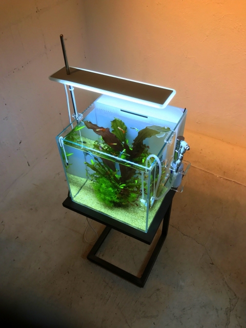 DOOA 展示開始 | アクアレビュー｜ADA正規代理店ネイチャー
