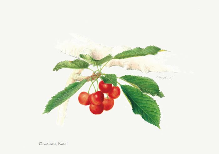 0904 高杉静江 皿の林檎 2001年 日本植物画倶楽部 会員 0904 高杉静江