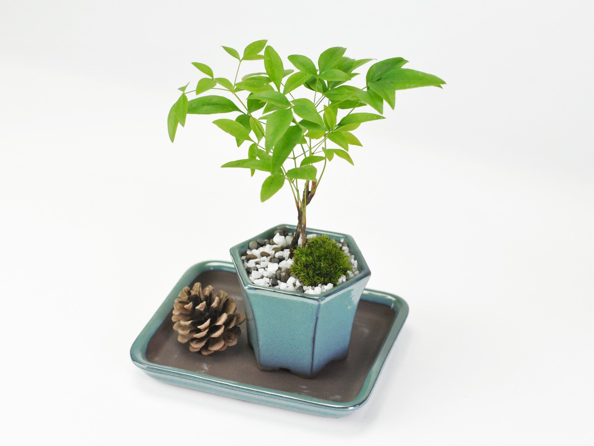 工房あめつち 豆盆栽 豆盆栽 工房あめつち 松 金魚 朝顔 工房あめつちさん