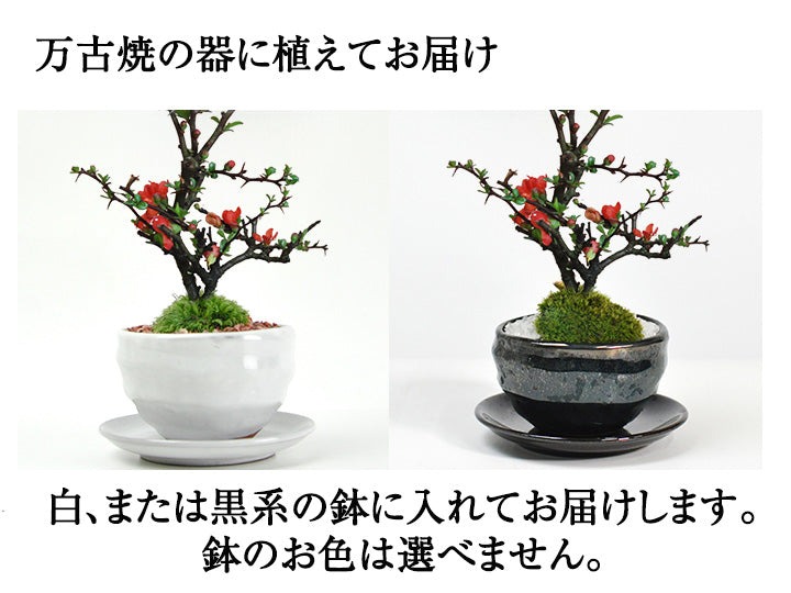 瀬戸 梅文 青磁 植木鉢 盆栽鉢 梅鉢 時代物 ➁個セット 瀬戸 梅文 青磁