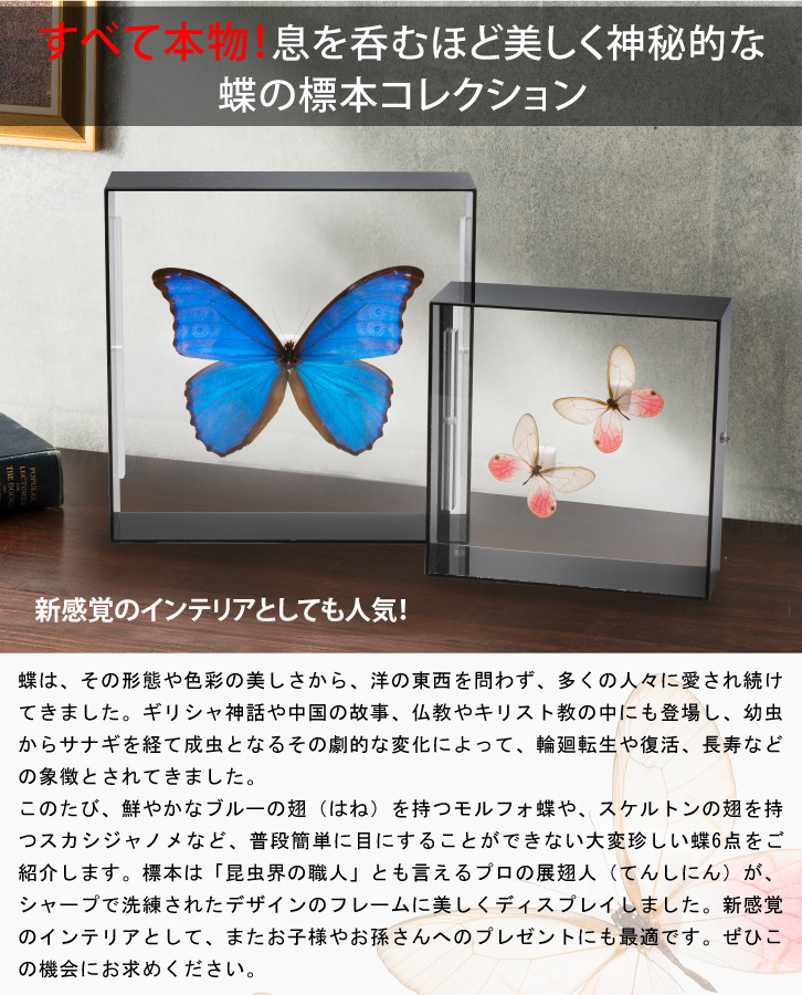 蝶の標本コレクション！スカシジャノメ - 三宝堂オンラインショップ