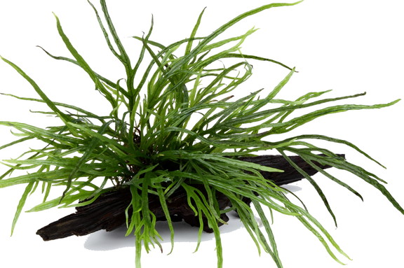 KBO ﾐｸﾛｿﾘｳﾑ ﾄﾗｲﾃﾞﾝﾄ 流木 TR: 水草｜カミハタビジネスオンライン