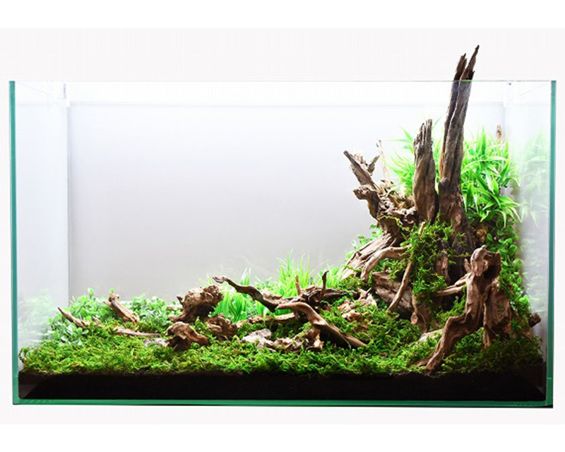 アクアリウムレイアウト流木水槽