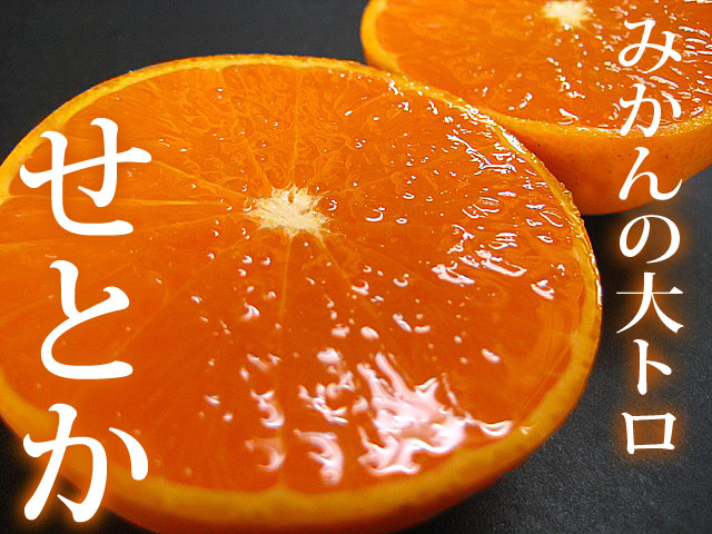 せとか 柑橘の最高峰「せとか」を農家直送！「せとか」は鮮度が命！