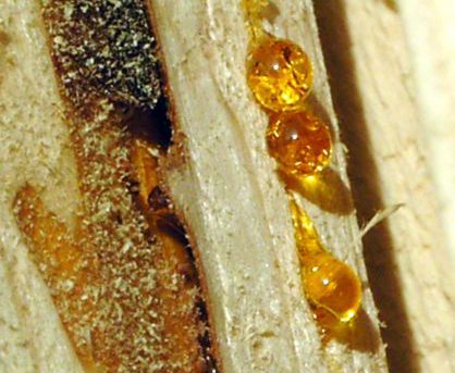 映画『ジュラシック・パーク』で話題になった、ドミニカ産の虫入り琥珀