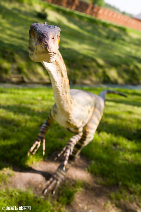 コエロフィシスの歯 恐竜 販売