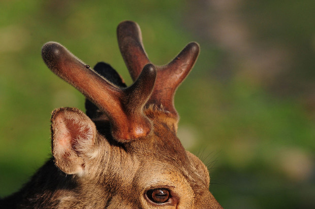 鹿茸（ロクジョウ）その一 | 生薬のはなし ｜ どうき・息切れ・気つけ