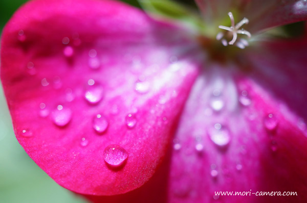 ソニーのマクロレンズ、E 30mm F3.5 Macro使用感・作例レポート（写真