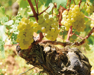 グザヴィエ モノ レ フォラティエールの通信販売