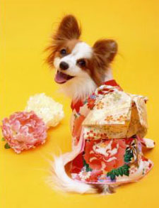 犬 服 代官山Nahomillyの 本格 着物 振袖 －正絹の布地－