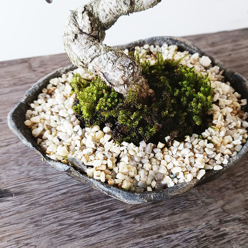 九谷 大日本 箱付き 盆栽鉢 九谷 大日本 箱付き 盆栽鉢 九谷 大日本 箱