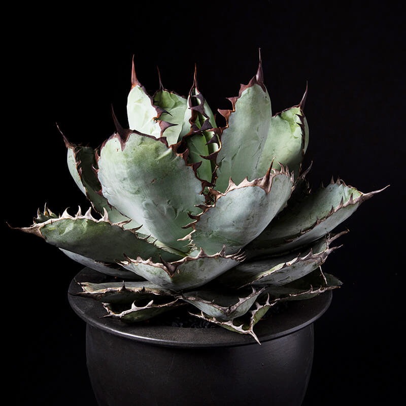 アガベ・チタノタ'ブラック・アンド・ブルー'の基本情報・育て方｜多肉