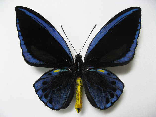 アカメガネトリバネアゲハ！ペア！標本1 アカメガネトリバネアゲハ